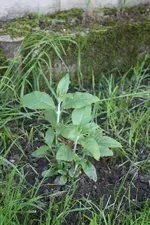 IMG_0575  1.webp