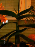 SANY0440.kl.webp