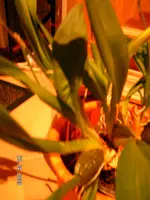 SANY0441.kl.webp