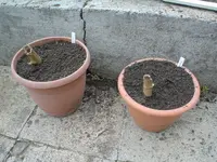 Garten 23.04.2009 001.webp