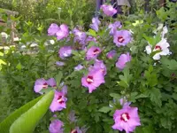 blauer hibiskus_600x600_45KB.webp