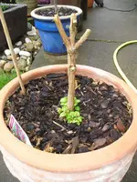 Fuchsie Frühjahr 2009.webp