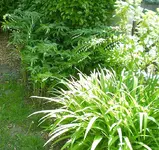 Salomonssiegel_und_Taglilie.webp