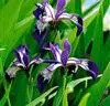 LilieBlau.webp
