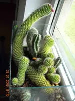Sclangenkaktus.webp