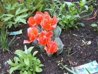 SA500088.webp