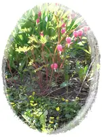 CIMG0651_1.webp