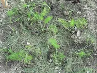 Fenchel.webp