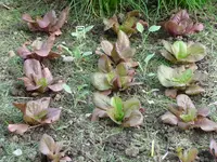 Salate.webp