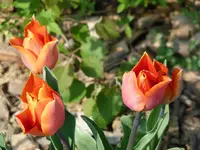 Tulpen7.webp