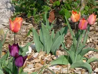 Tulpen6.webp