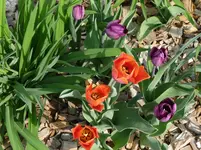 tulpen5.webp