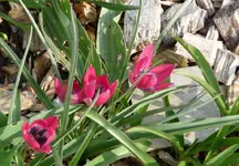 Tulpen4.webp