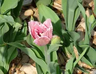 Tulpen3.webp