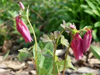 Tulpen2.webp