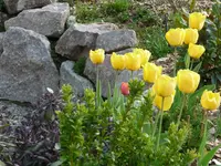 Tulpen1.webp