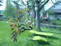 Nuss09-2.webp