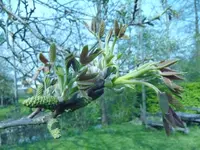 Nuss09-1.webp
