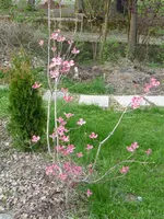 P1010642.webp