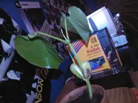 SP_A0316.webp