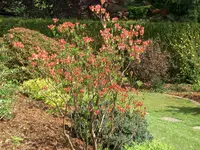 CIMG5347.webp
