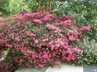 CIMG5350.webp