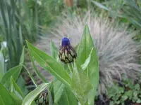 garten09 007.webp