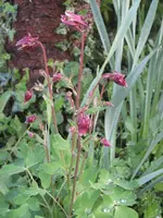 garten09 009.webp