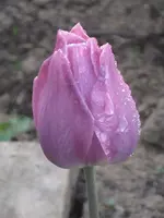 garten09 010.webp