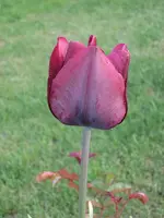 garten09 003.webp