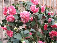 Kamelie 1.webp