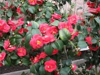 Kamelie 4.webp