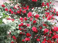 Kamelie 7.webp