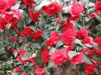 Kamelie 12.webp