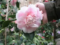 Kamelie 2.webp