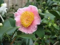 Kamelie 5.webp