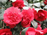 Kamelie 9.webp