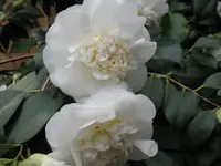 Kamelie 10.webp