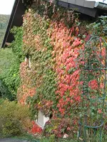 wilder wein 1.webp