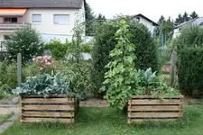 Hochbeete mit Rosenbogen Juli 08.webp