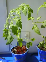 tomate1.webp