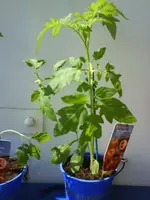 tomate2.webp