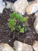 IMG_0159.jpg.webp