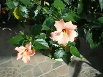Hibiskus-Malve_600x600_45KB.webp