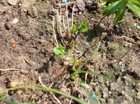 Herbstenzian.webp