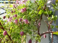 P1050155_600_450.webp