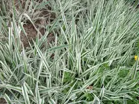 2008-11-30 17-46-15 - DSCF0685_Bildgröße ändern.webp