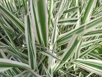 2008-11-30 17-46-36 - DSCF0687_Bildgröße ändern.webp