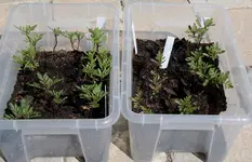 Tagetes.webp