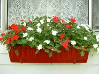 Blumen + Pflanzen alt 381.webp